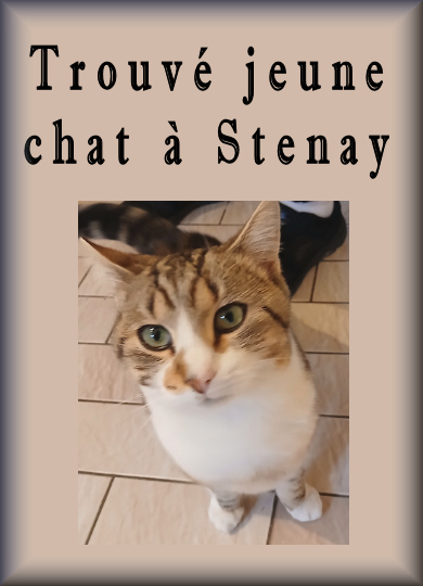 Trouvé jeune chat près de Stenay